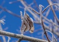 Sprigs of snow covered with hoarfrost. Blue clear sky against the background Royalty Free Stock Photo