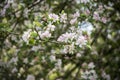 Sprigs of white apple bossom flowers Royalty Free Stock Photo