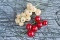 Sprigs of white and red currant Royalty Free Stock Photo