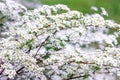 sprigs of white shrub Spirea