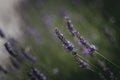 Sprigs of wild lavender and blurred background Royalty Free Stock Photo