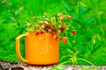 Sprigs of wild strawberries