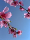 Sprin Flowers, cherry blossoms