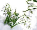 Sprin flowers - snowdrops close up