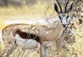 Sprinbok Royalty Free Stock Photo