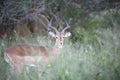 Sprinbok at Erindi Private Game Reserve Royalty Free Stock Photo