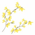 Horizontal branch of spring Forsythia blossoms. Realistic illustration on isolated background.