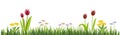 Spring flowers and green grass border Royalty Free Stock Photo