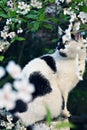 Cat surrounded by cherry blossoms Royalty Free Stock Photo