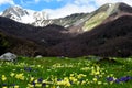 Spring in the Abruzzo park Royalty Free Stock Photo