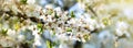 Spring abstract floral banner with white flowers. Spring blooming tree branches, selective focus Royalty Free Stock Photo