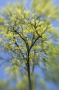 Spring Abstract, Tree Royalty Free Stock Photo