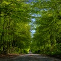 Spring afternoon light on an avenue of trees near Chichester, West Sussex