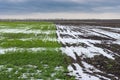 Spring agricultural landscape with winter crops Royalty Free Stock Photo