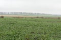 Spring agricultural landscape with winter crops Royalty Free Stock Photo