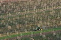 Spring Agricultural Rural Scene With Small Tractor And Rows Of Vineyards. A Green Tractor Cultivates The Vineyard Plantations. Mo