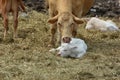 Portrait Charolais twin calves and mother