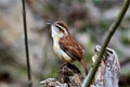 Spring is in the air, a Corolina Wren calling for a mate