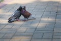 The spring is in the air and love is everywhere pigeons kissing and mating Royalty Free Stock Photo