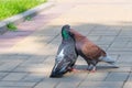 The spring is in the air and love is everywhere pigeons kissing and mating