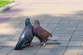 The spring is in the air and love is everywhere pigeons kissing and mating