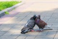 The spring is in the air and love is everywhere pigeons kissing and mating