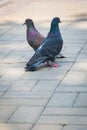 The spring is in the air and love is everywhere pigeons kissing and mating