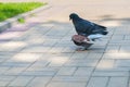 The spring is in the air and love is everywhere pigeons kissing and mating Royalty Free Stock Photo