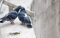 Spring is in air and love is everywhere pigeons kissing and mating Royalty Free Stock Photo