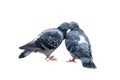 Spring is in air and love is everywhere pigeons kissing and mating Royalty Free Stock Photo