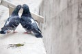 Spring is in air and love is everywhere pigeons kissing and mating Royalty Free Stock Photo