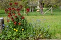 Spring in the air, seasonal blossom of fruit apple and cherry trees in orchard and spring flowers Royalty Free Stock Photo