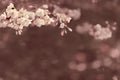 Akebono Flowering Cherry Tree In Spring Bloom Royalty Free Stock Photo