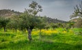 Spring in Alcarria. Guadalajara. Spain