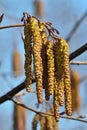 Spring. Alder catkins closeup