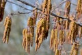 Spring. Alder catkins closeup