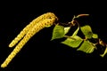 Spring alder earrings