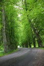 Spring alley road Royalty Free Stock Photo