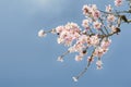 Spring Almond Blossom