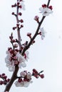Spring Almond Blossom Royalty Free Stock Photo