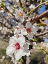 Spring. An almond tree blooms in my garden.
