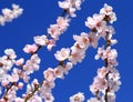 Spring almond tree flowers Royalty Free Stock Photo