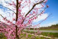 Spring almond tree flowers in Sierra de Espadan Castellon Royalty Free Stock Photo