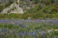 Spring along the Carretera Austral in northern Patagonia, Chile. Royalty Free Stock Photo