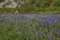 Spring along the Carretera Austral in northern Patagonia, Chile. Royalty Free Stock Photo