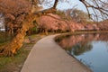 Spring Along Washington DC Tidal Basin Cherry Trees Royalty Free Stock Photo