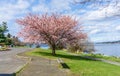 Spring Along Washington Lake 4 Royalty Free Stock Photo