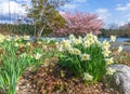 Spring Along Washington Lake 9 Royalty Free Stock Photo