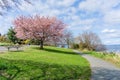 Spring Along Washington Lake 8 Royalty Free Stock Photo