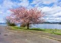Spring Along Washington Lake 2 Royalty Free Stock Photo